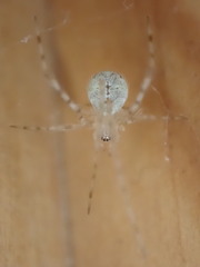 Cryptachaea gigantipes