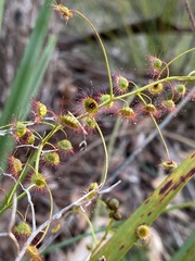 Drosera planchonii