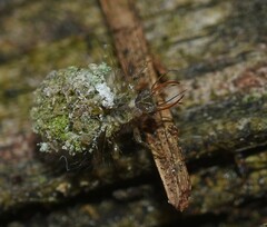 Pseudomallada ventralis