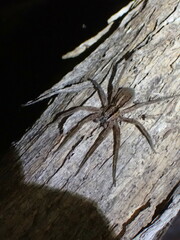 Dolomedes minor
