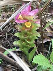 Curcuma australasica