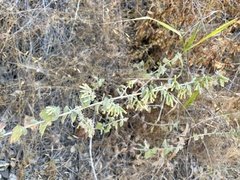Brickellia californica