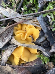 Phaeohelotium baileyanum