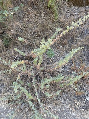 Brickellia californica