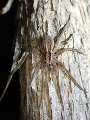 Dolomedes minor