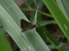 Dardarina dardaris