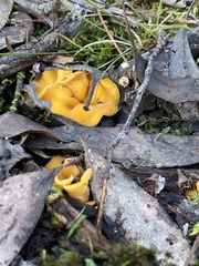 Phaeohelotium baileyanum