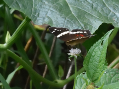 Anartia fatima