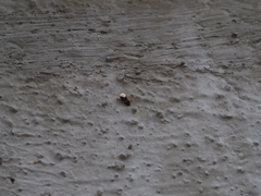 Hemidactylus frenatus