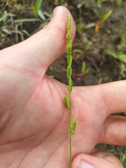 Beckmannia syzigachne