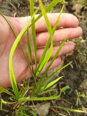 Beckmannia syzigachne