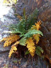 Dryopteris fragrans
