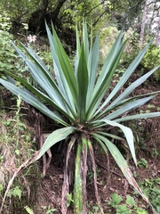 Furcraea parmentieri