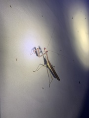 Stagmomantis limbata