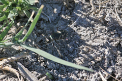 Cicindela tranquebarica