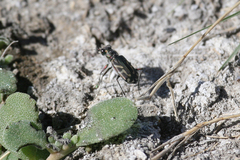 Cicindela tranquebarica