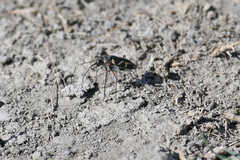 Cicindela tranquebarica