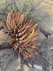 Aloe broomii