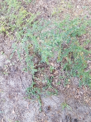 Cotoneaster horizontalis