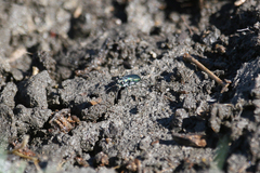 Cicindela amargosae