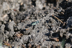 Cicindela amargosae