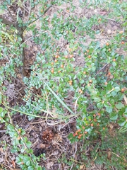Cotoneaster horizontalis