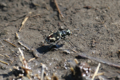 Cicindela willistoni