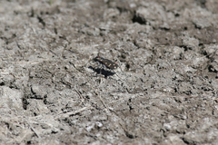 Cicindela oregona