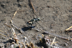 Cicindela willistoni
