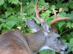 Odocoileus hemionus sitkensis