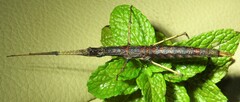 Pachymorpha