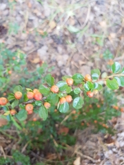 Cotoneaster horizontalis