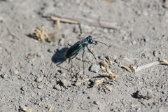 Cicindela amargosae
