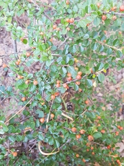 Cotoneaster horizontalis