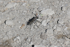 Cicindela oregona