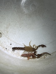 Catalinia ayreyi