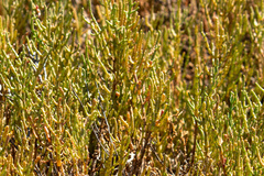 Salicornieae