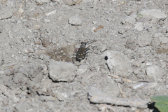 Cicindela oregona