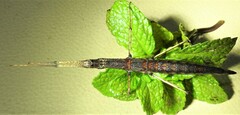 Pachymorpha
