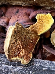 Pseudomerulius curtisii
