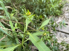 Bidens connata