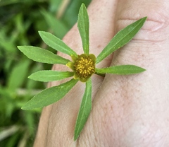 Bidens connata