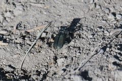 Cicindela amargosae