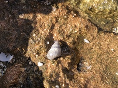 Littoraria pintado