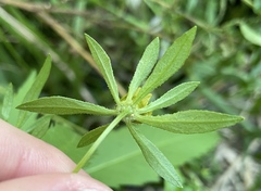 Bidens connata