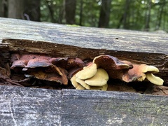 Pseudomerulius curtisii