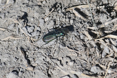 Cicindela amargosae