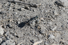Cicindela haemorrhagica