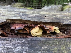 Pseudomerulius curtisii