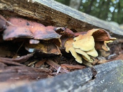 Pseudomerulius curtisii
